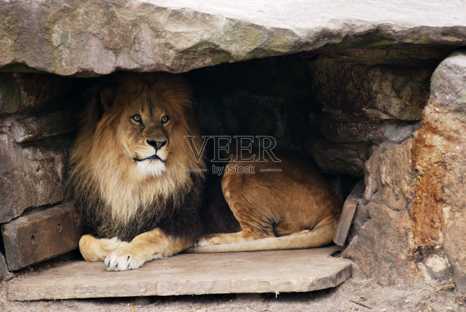 狮子的洞穴照片摄影图片
