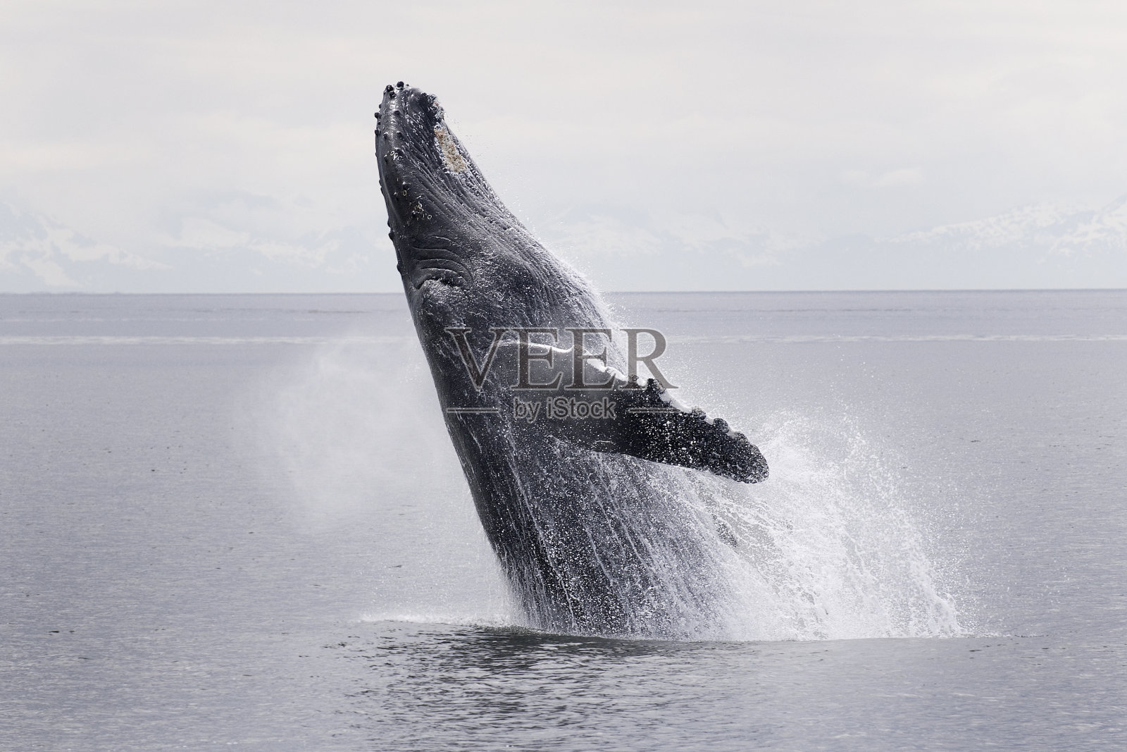 座头鲸破坏系列1 9阿拉斯加照片摄影图片