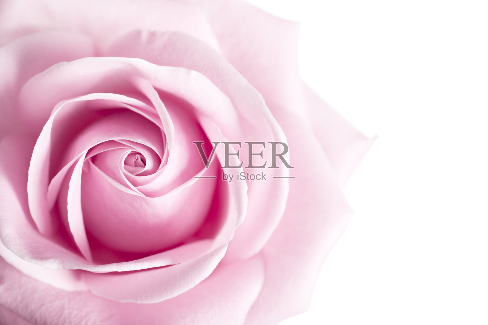 粉红玫瑰花孤立在白色背景上。照片摄影图片