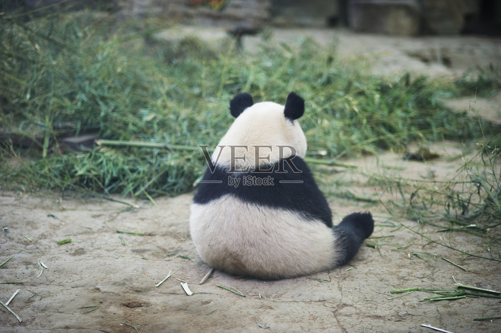 伤心的熊猫照片摄影图片