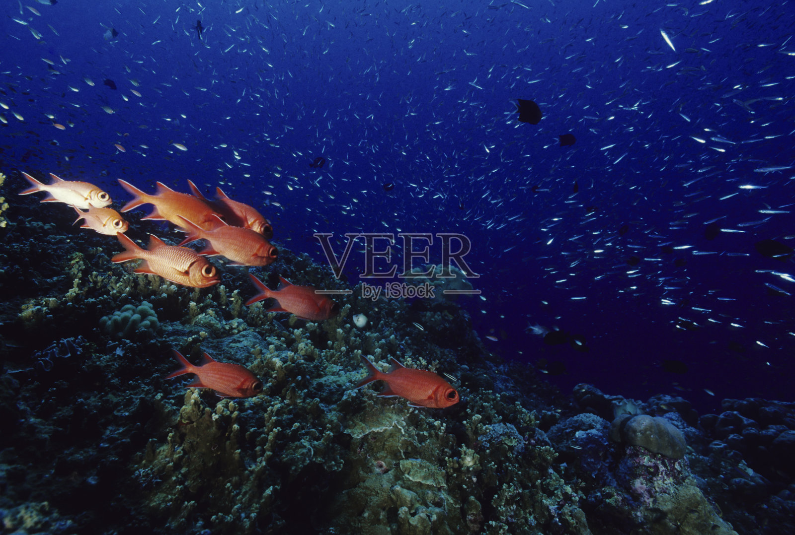 疯狂的健康礁，影鳍兵鱼照片摄影图片