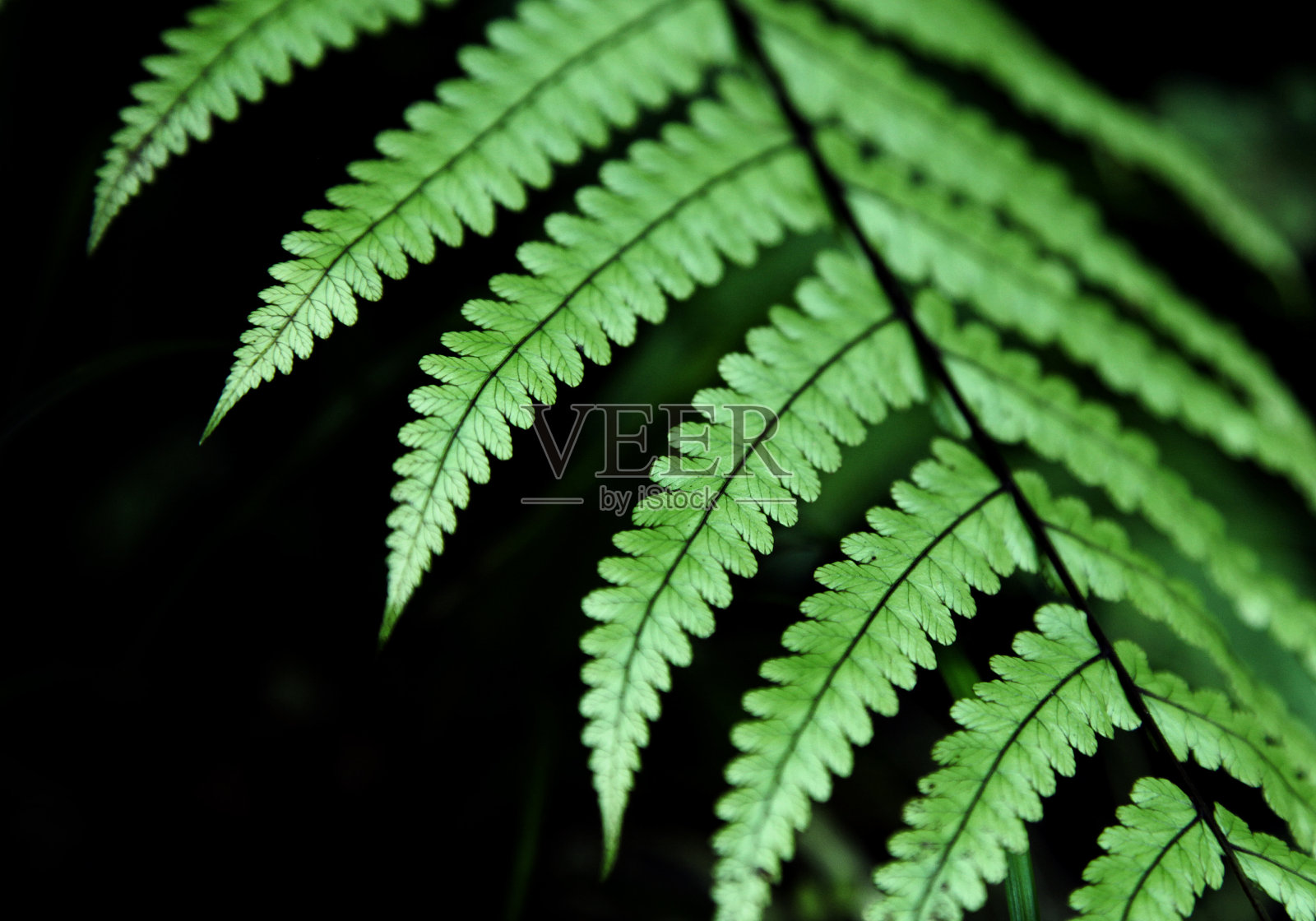 绿色的蕨类植物的背景照片摄影图片