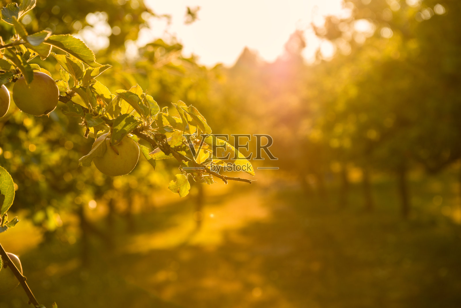 苹果园的日落照片摄影图片