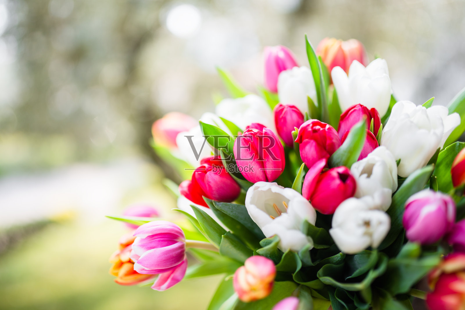 五颜六色的郁金香花束照片摄影图片