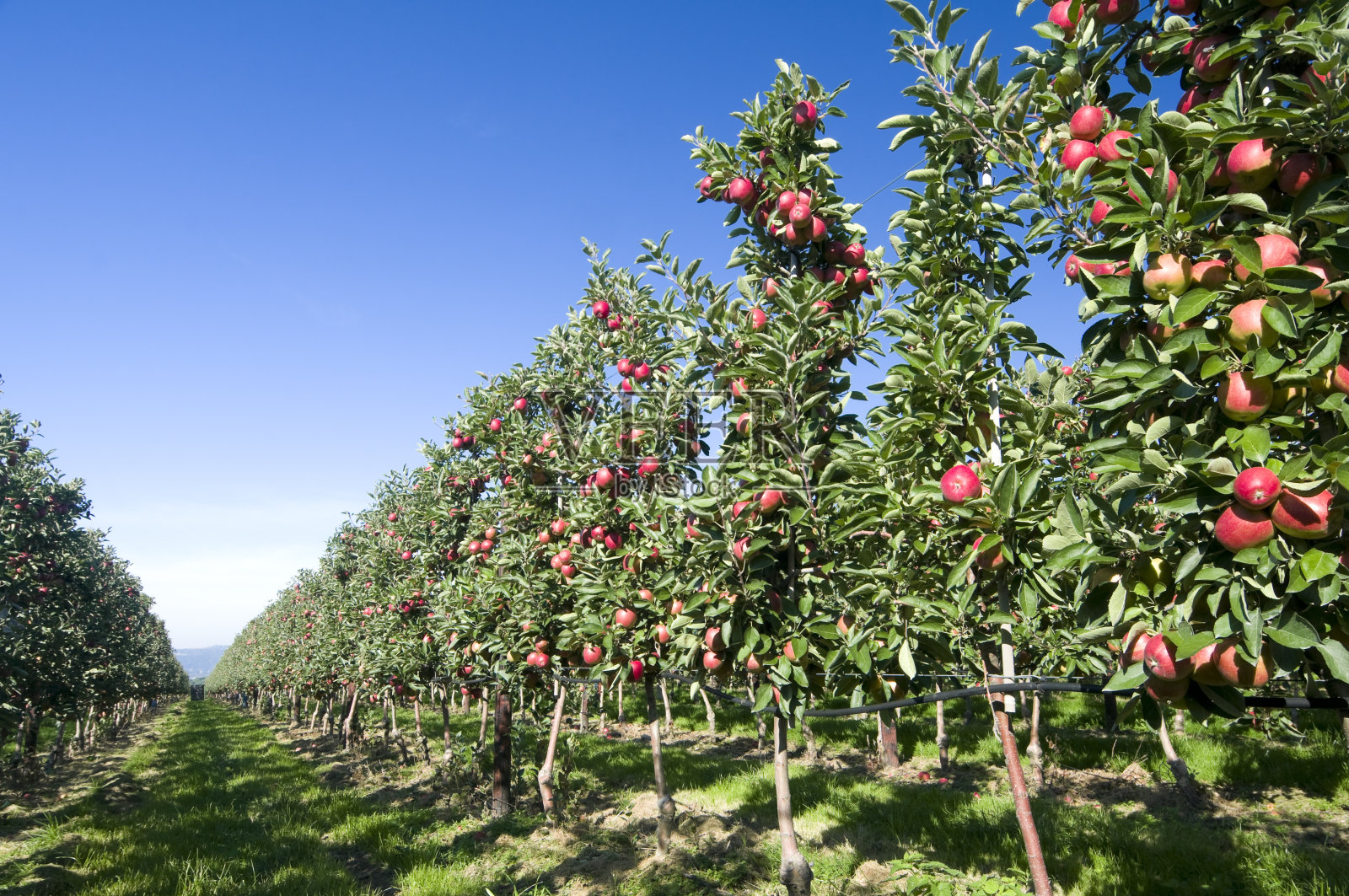 苹果树种植园里成熟的苹果照片摄影图片
