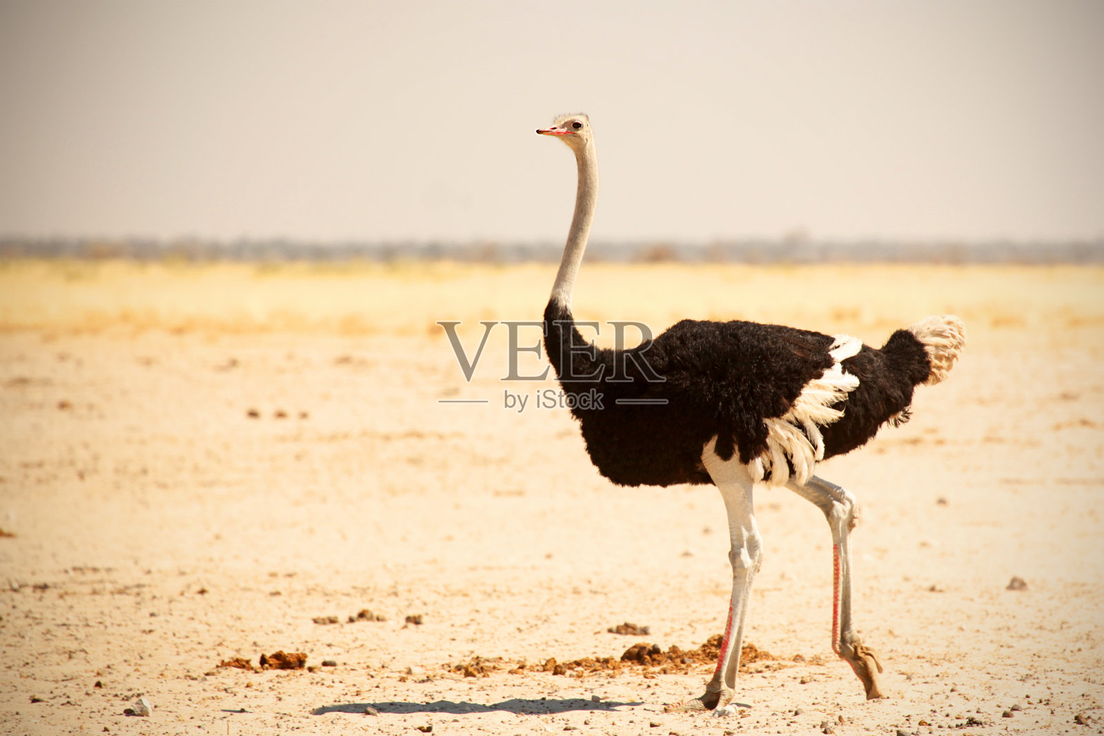 非洲Etosha国家公园的野生鸵鸟照片摄影图片