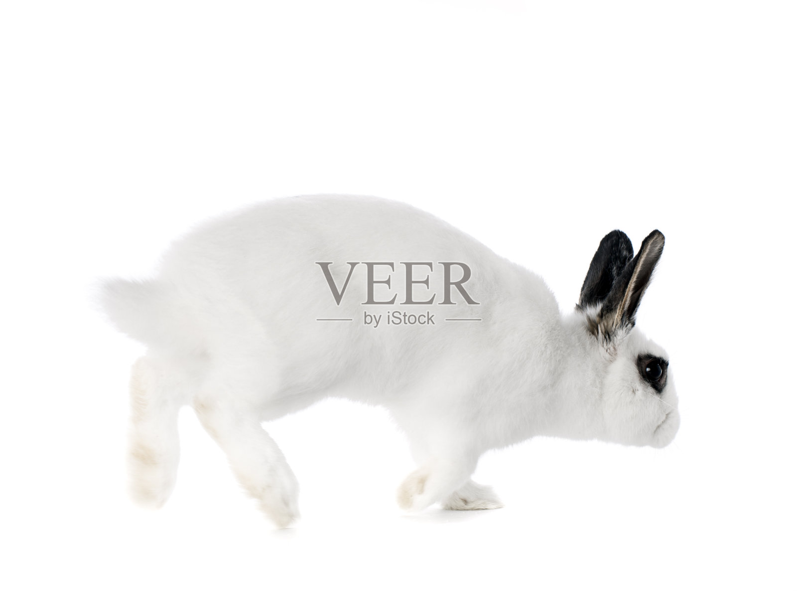 跳兔孤立在白色照片摄影图片