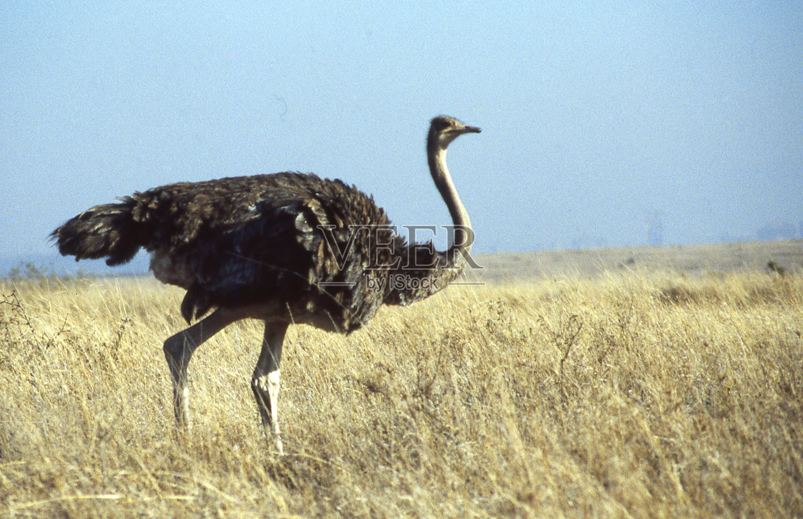 鸵鸟行走草原景观内罗毕国家公园肯尼亚东部非洲照片摄影图片