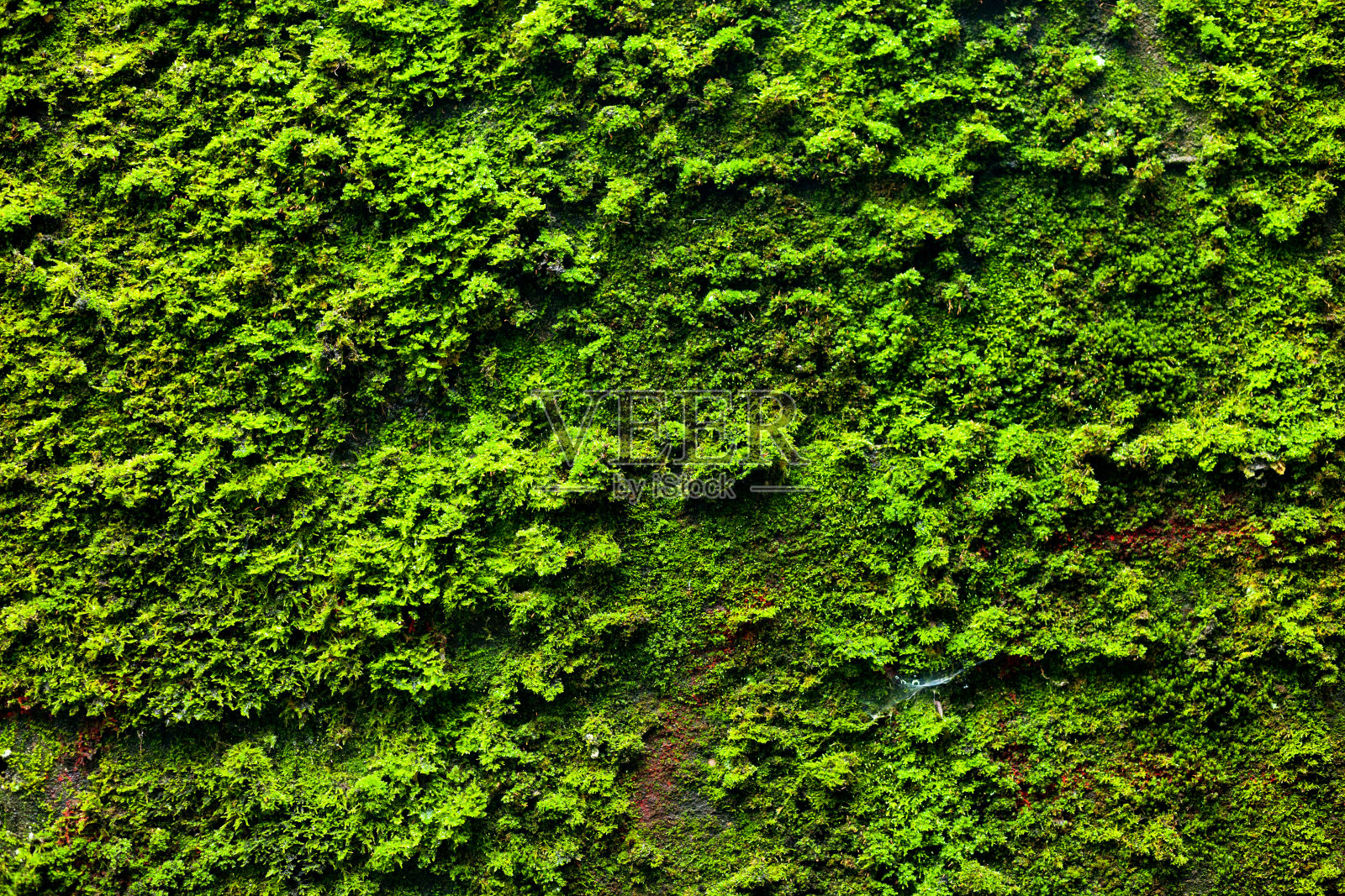 地堡墙上的苔藓照片摄影图片