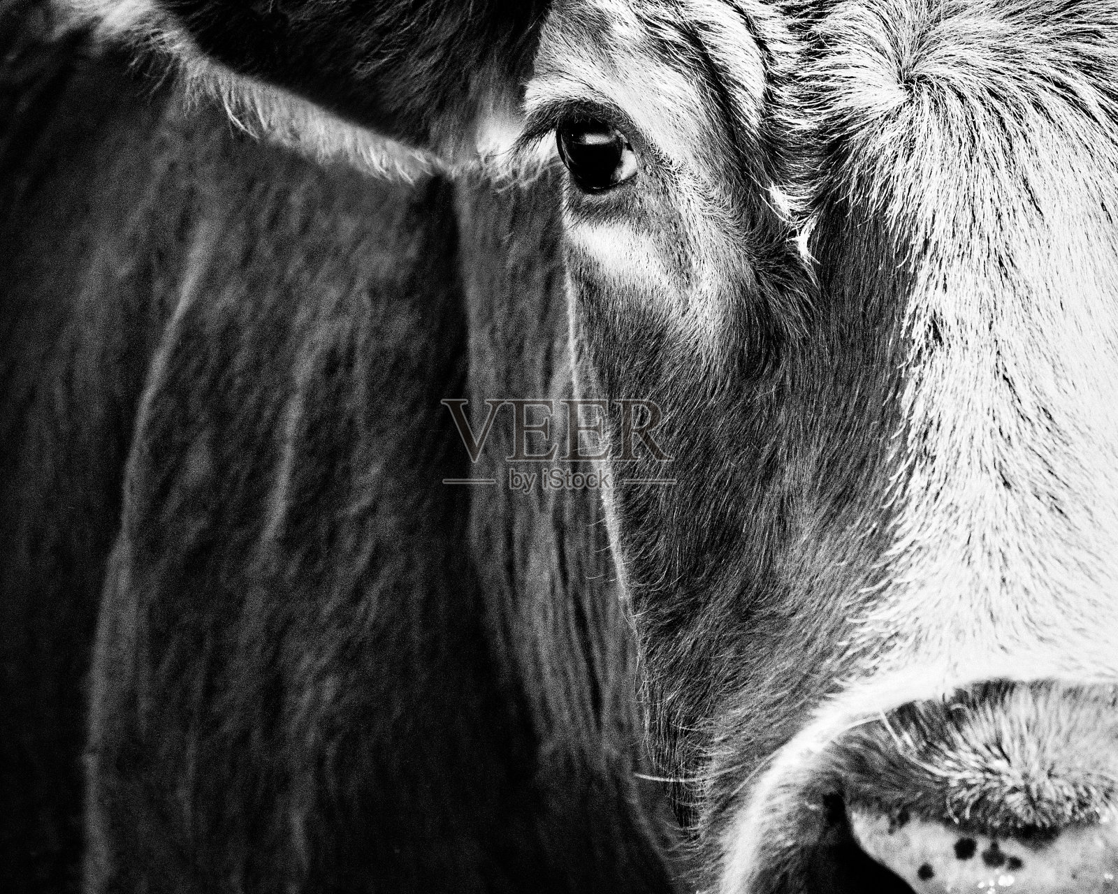 牛脸肖像特写-黑色和白色照片摄影图片