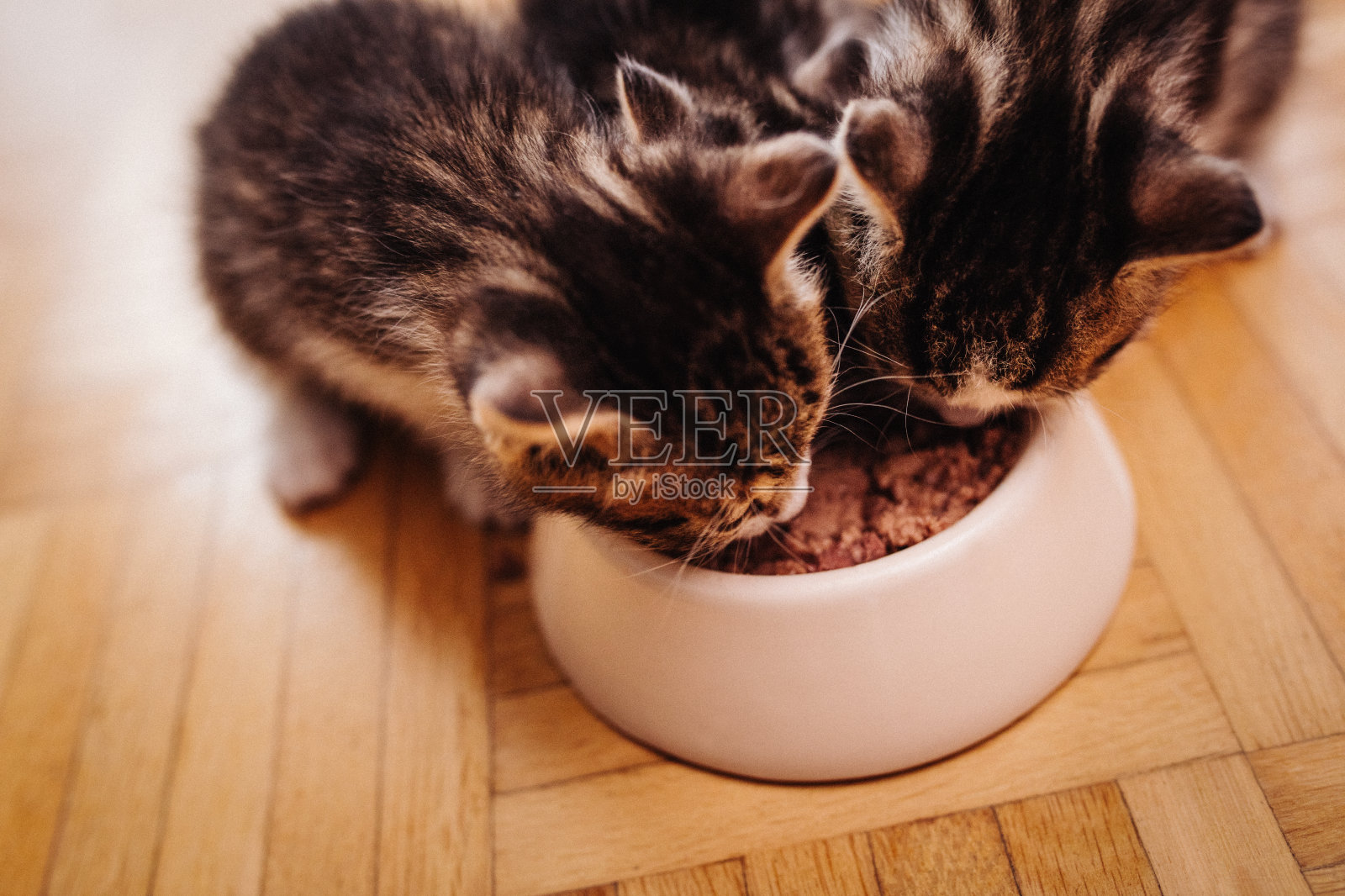 小猫们一起吃同一个碗里的食物照片摄影图片