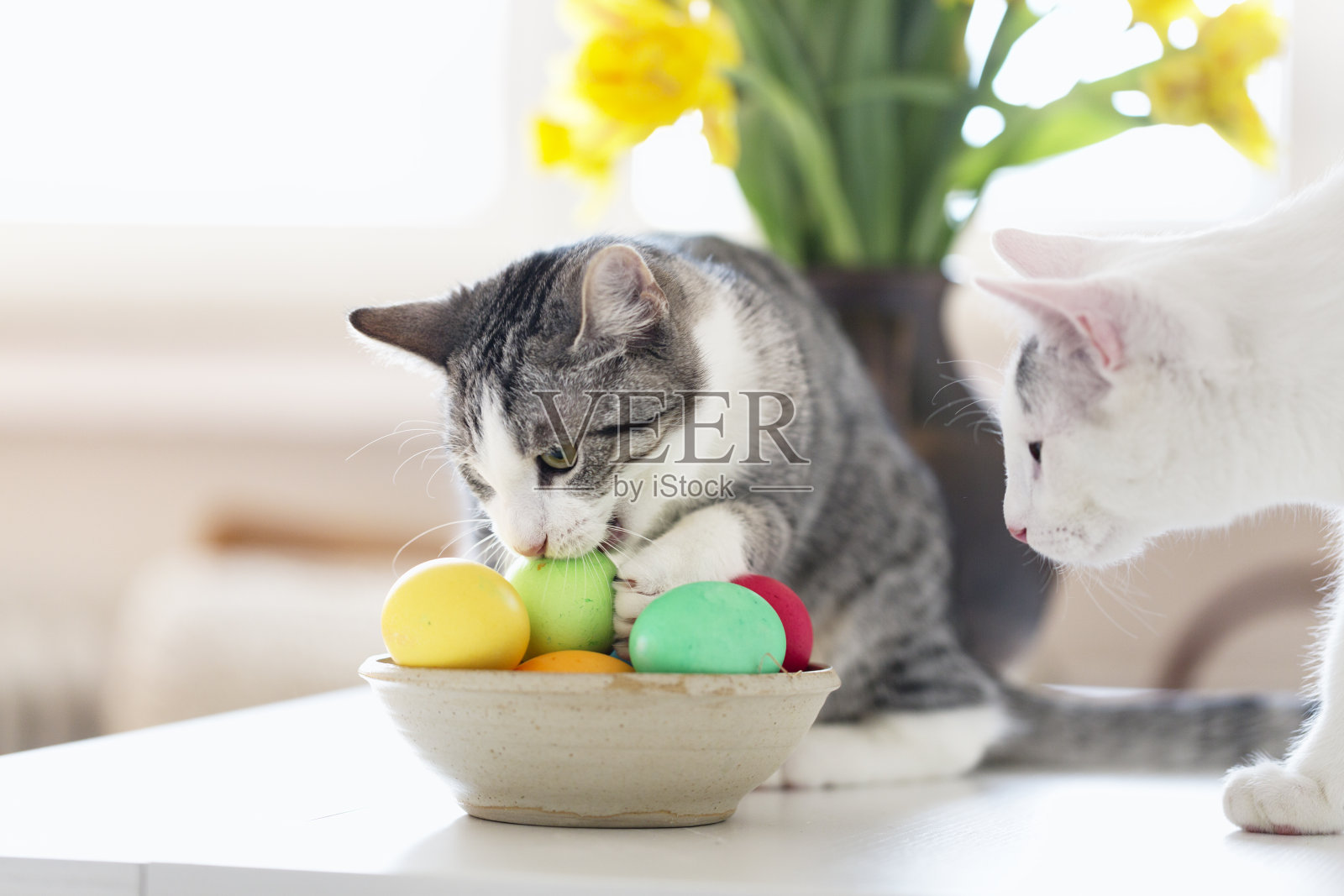 桌上放着小猫和复活节彩蛋照片摄影图片