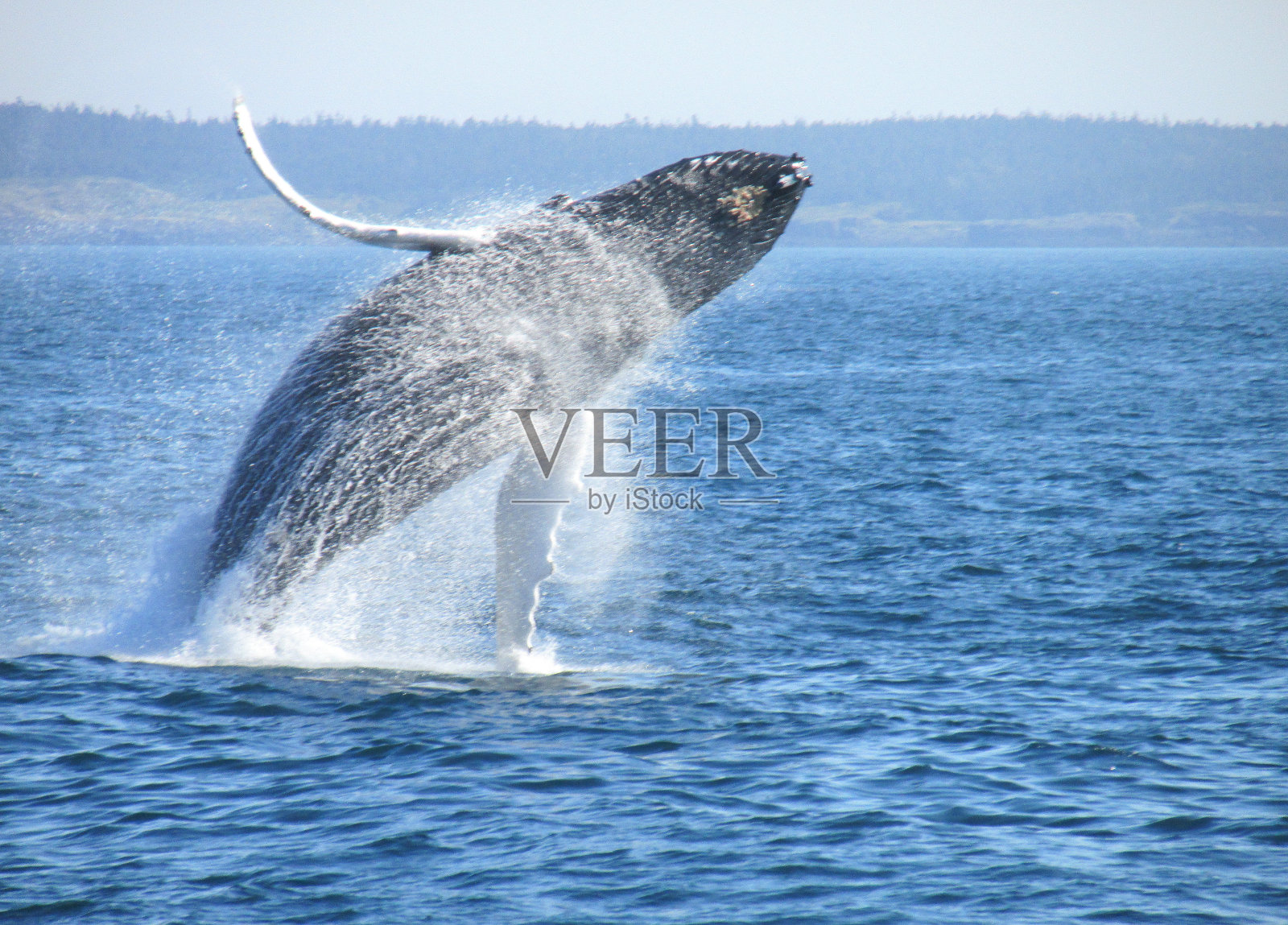 芬迪湾的座头鲸照片摄影图片
