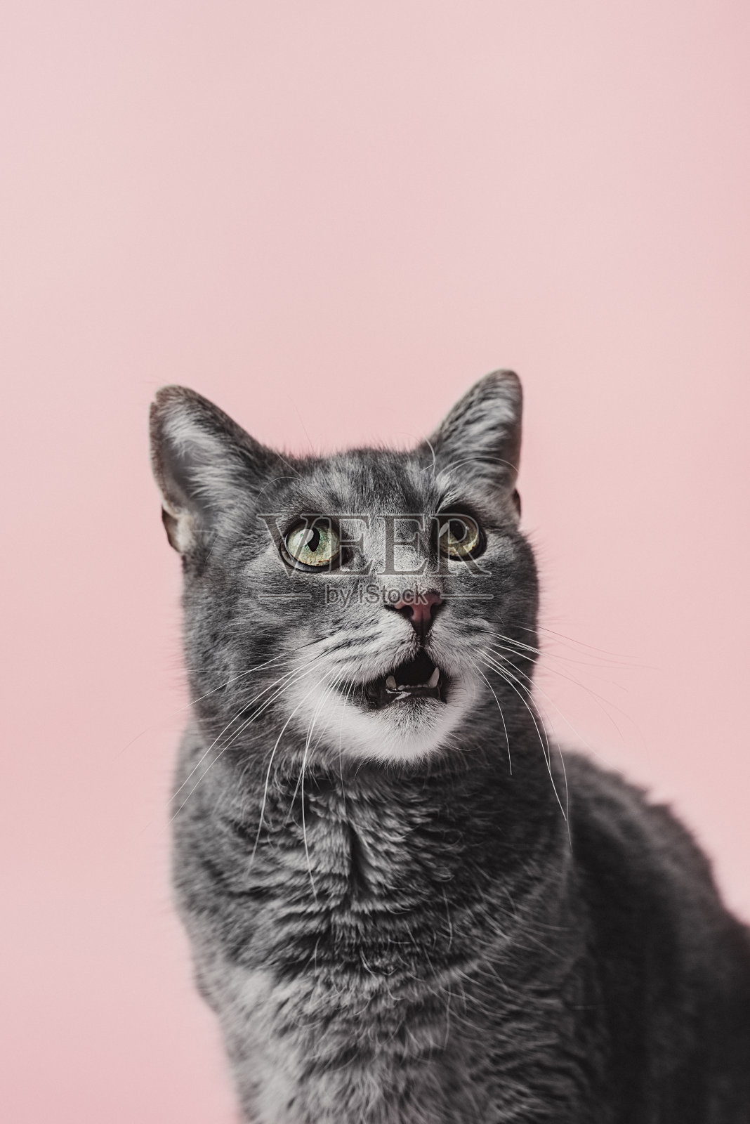 可爱的灰猫在粉红色照片摄影图片