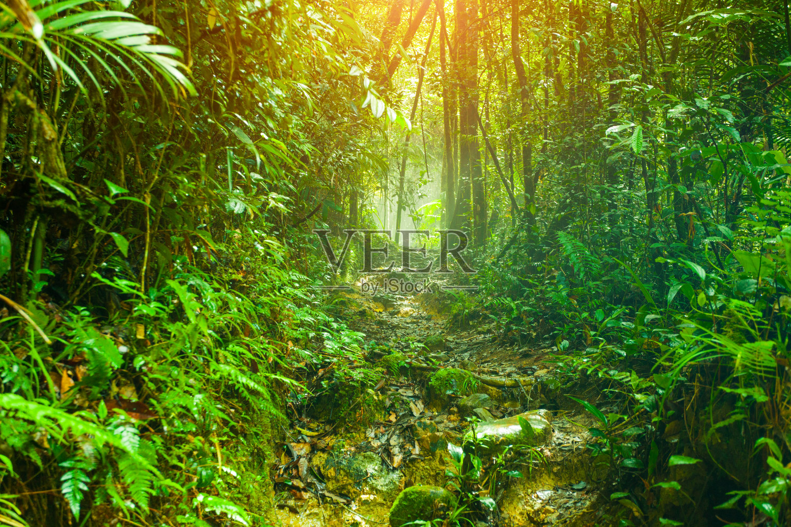 雨林中的小径照片摄影图片