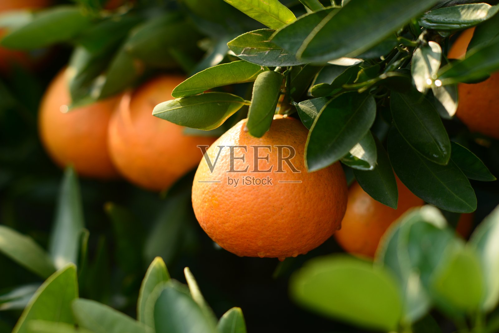 树上成熟的橙子照片摄影图片