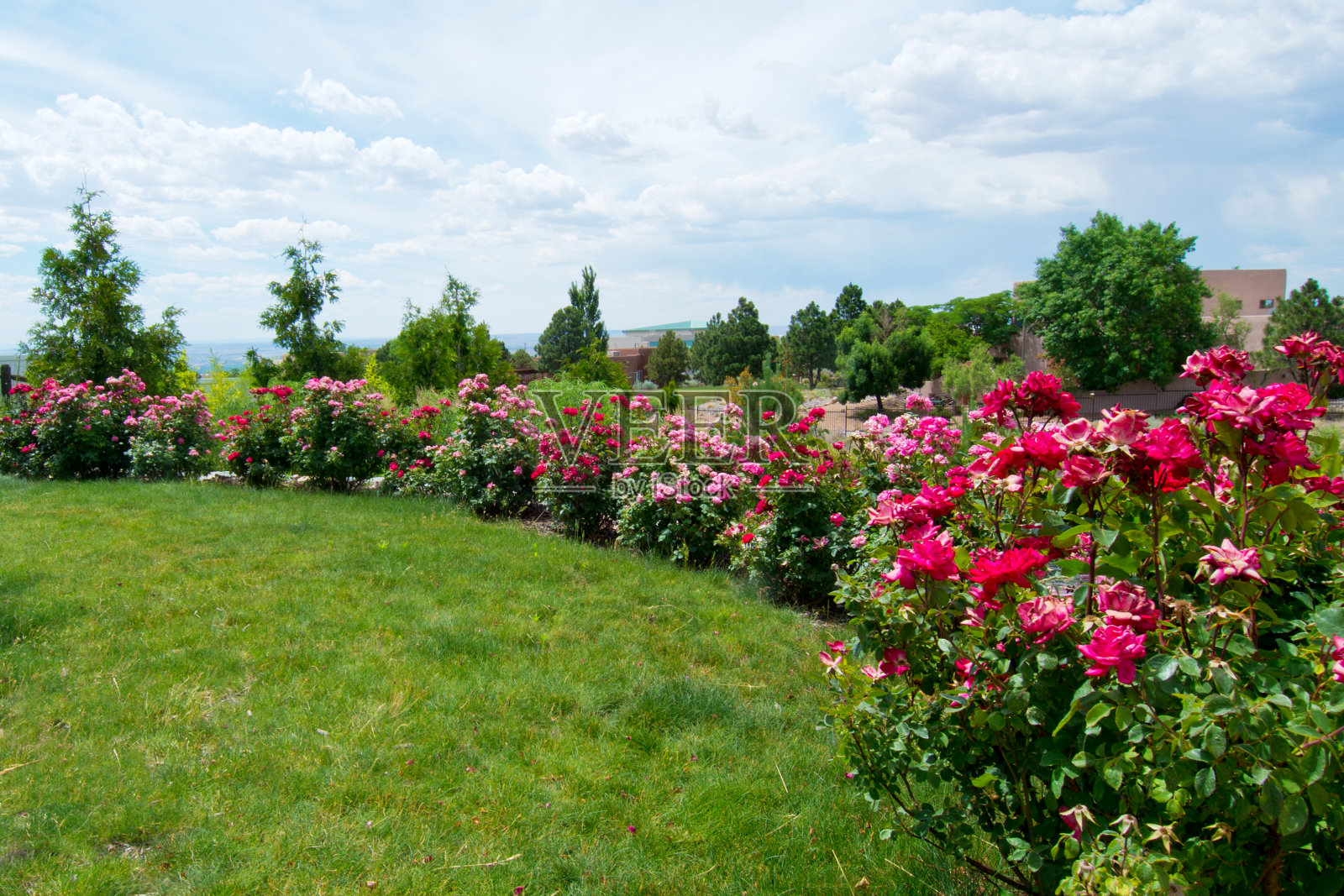 美丽郁郁葱葱的后院玫瑰花园照片摄影图片