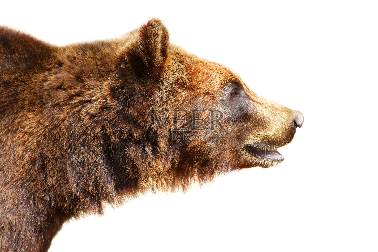 棕熊头照片摄影图片
