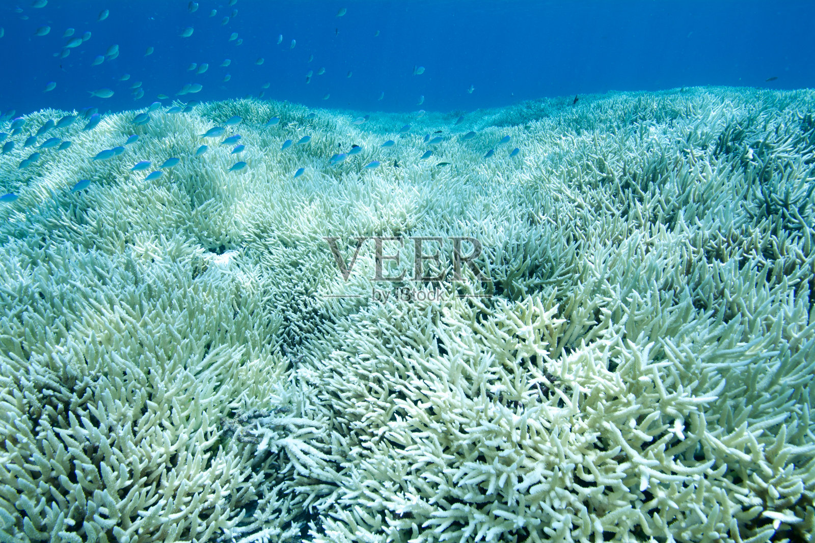 珊瑚白化照片摄影图片