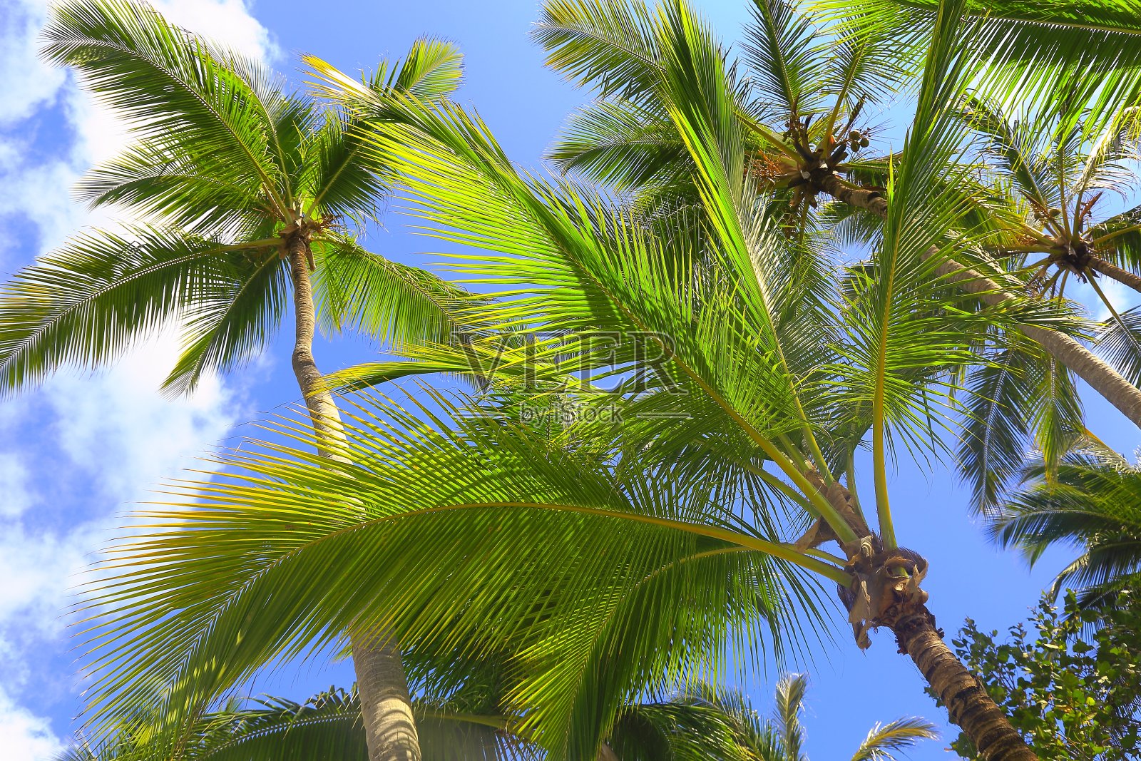 放松的热带天堂，壮观的风景，椰子树下的阴影照片摄影图片