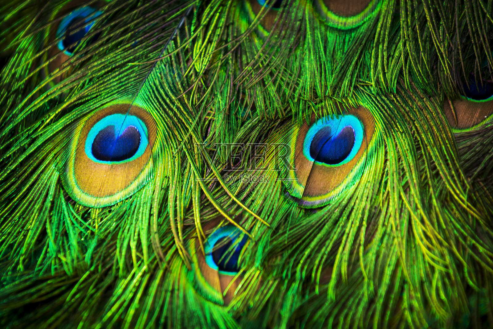 色彩斑斓的孔雀羽毛照片摄影图片