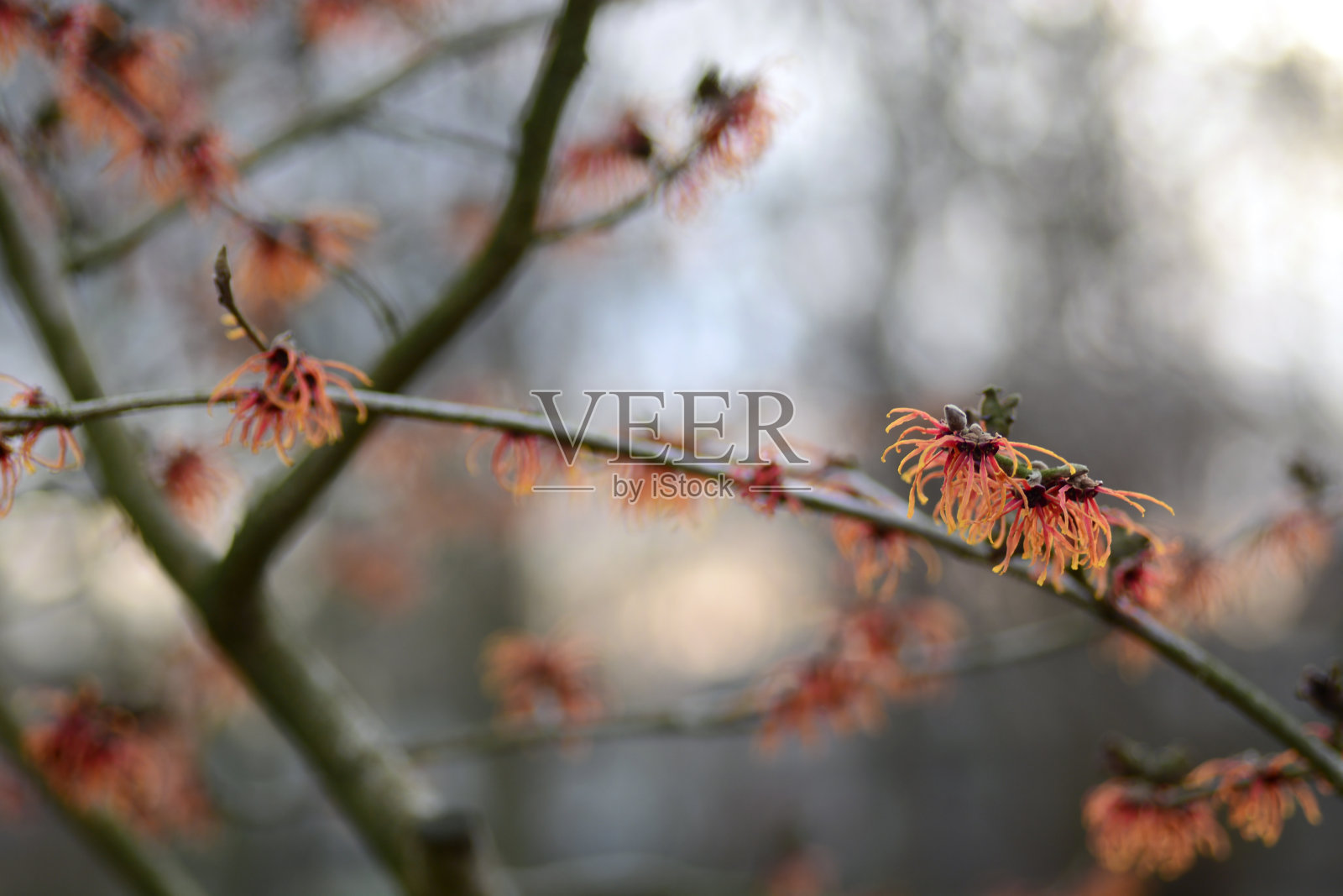 美洲金缕梅的开花分枝，在冬季。照片摄影图片