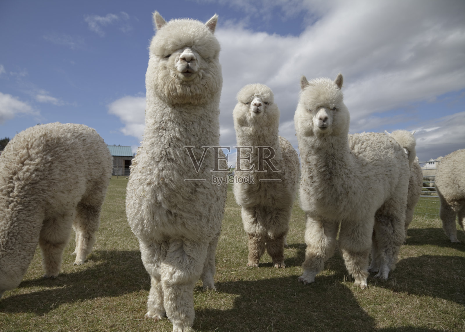 苏格兰农场上一群毛茸茸的白色羊驼照片摄影图片