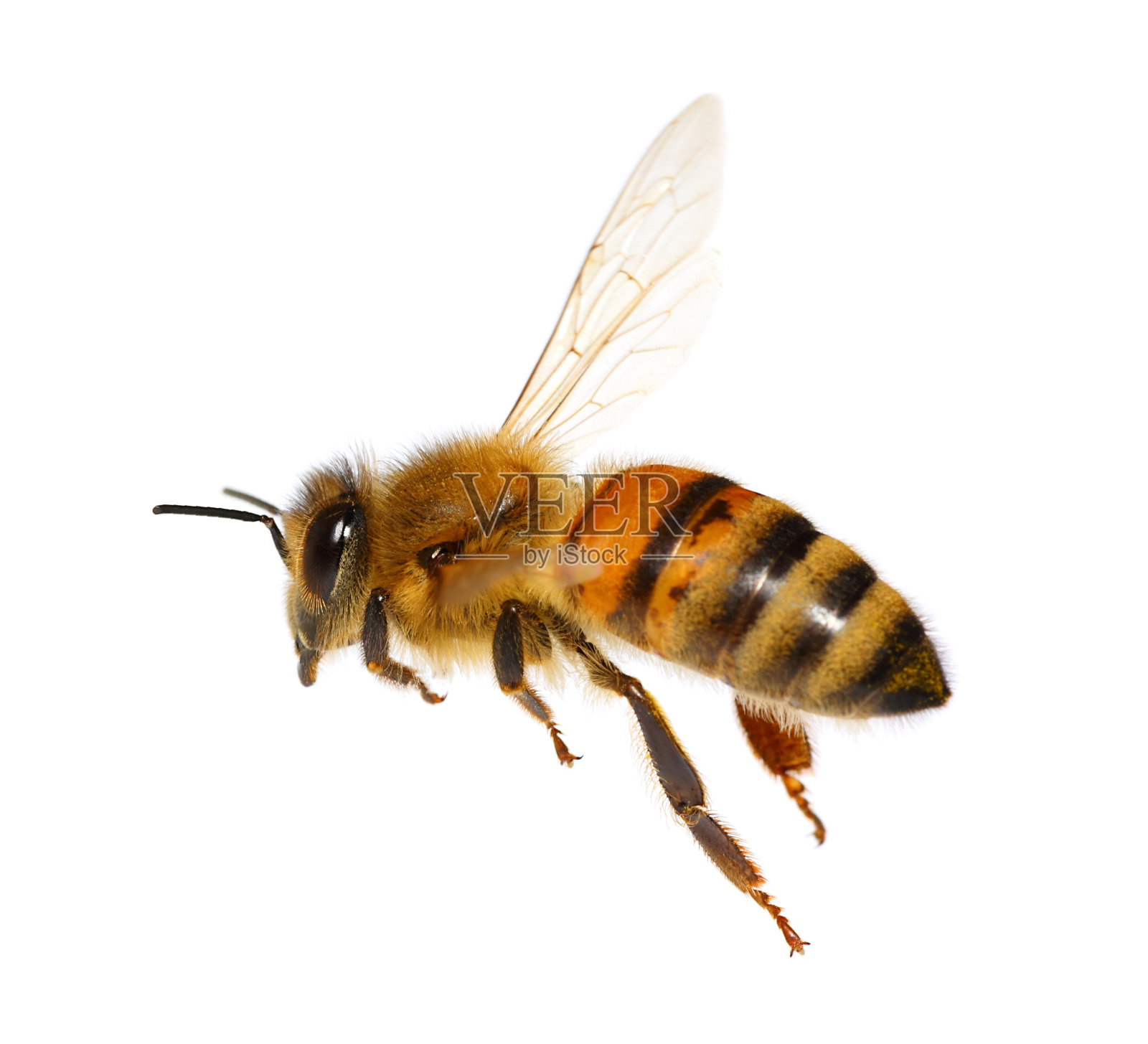 会飞的蜜蜂照片摄影图片