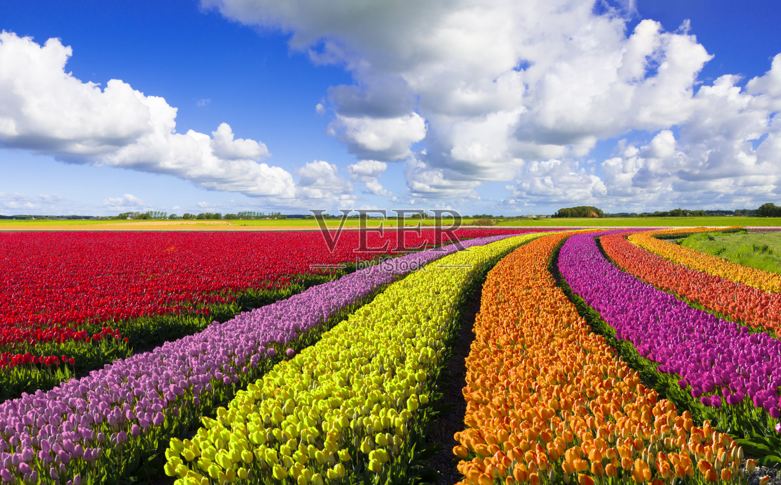 荷兰的春天的风景照片摄影图片