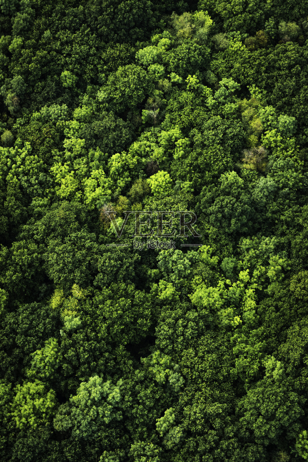 鸟瞰图下到充满活力的森林树冠绿色的树叶照片摄影图片