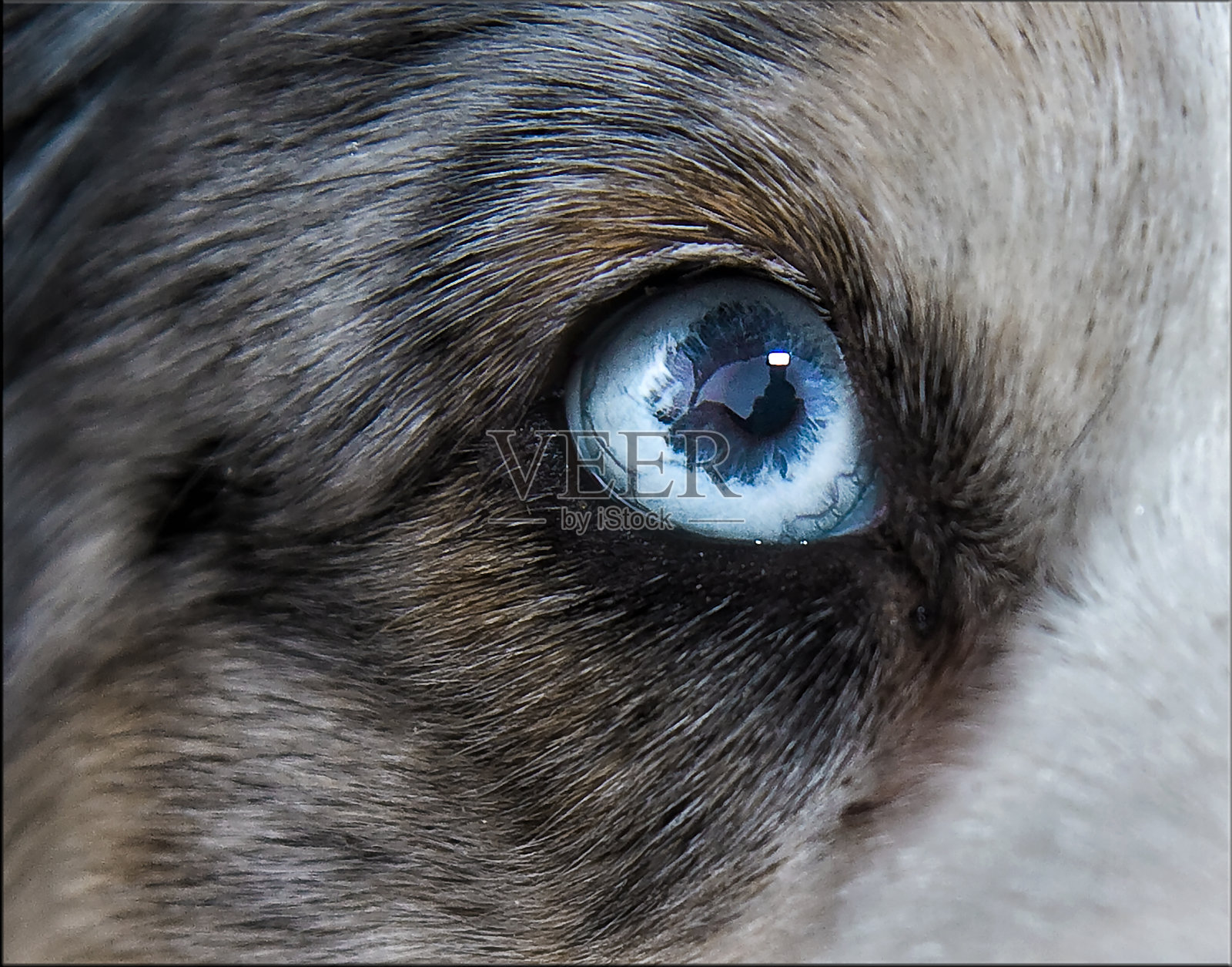眼,西伯利亚雪橇犬照片摄影图片