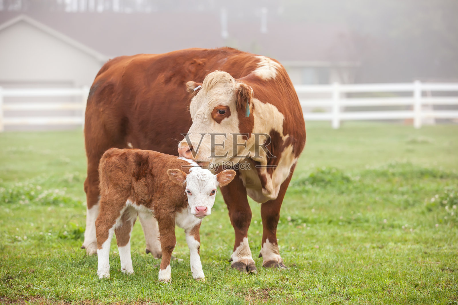 棕色和白色的赫里福德母牛和小牛照片摄影图片