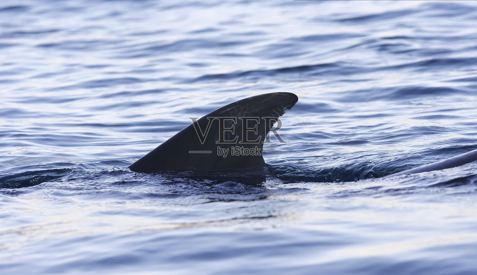 海豚尾鳍图片