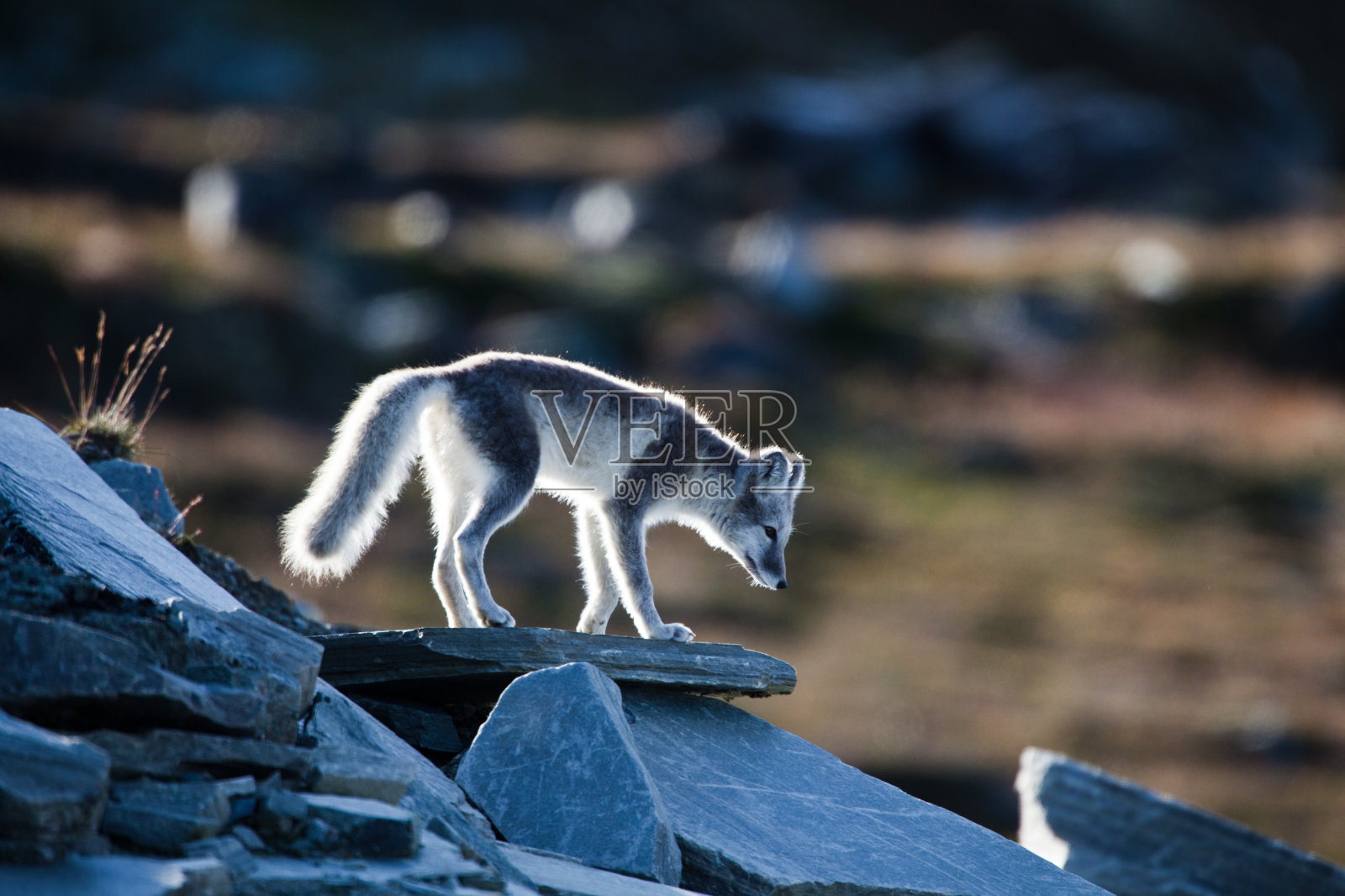 北极狐站在岩石上照片摄影图片