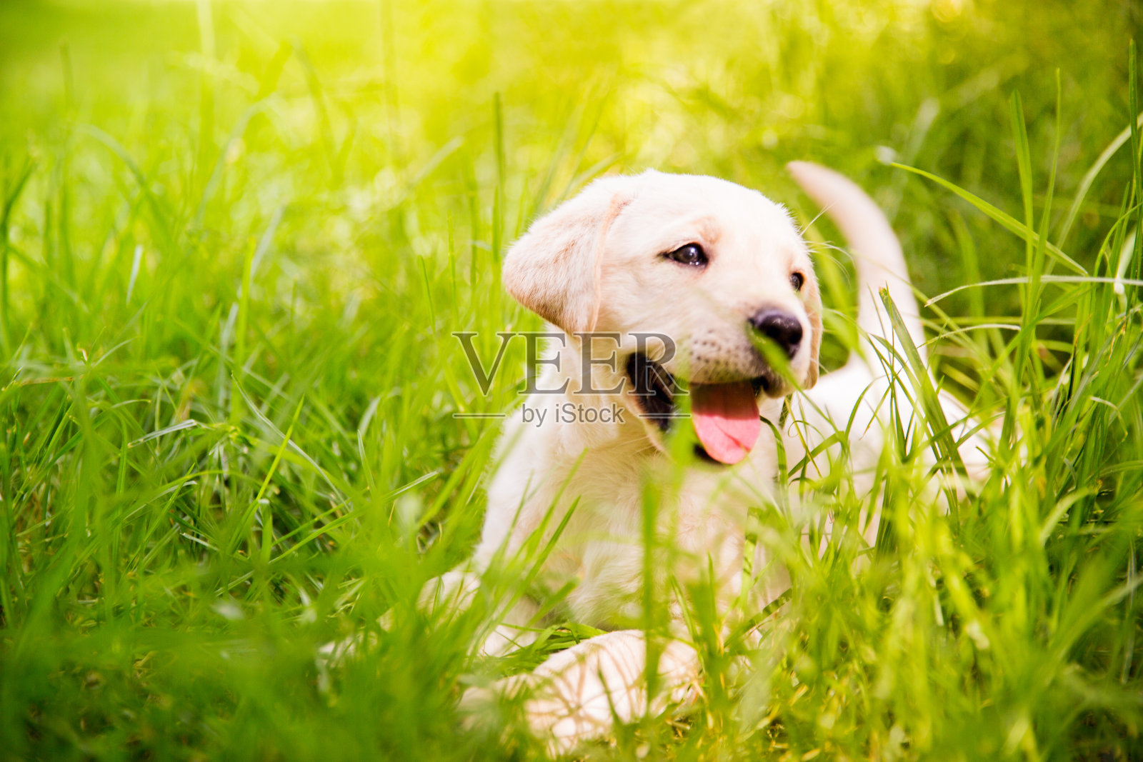 草丛里的拉布拉多小狗照片摄影图片