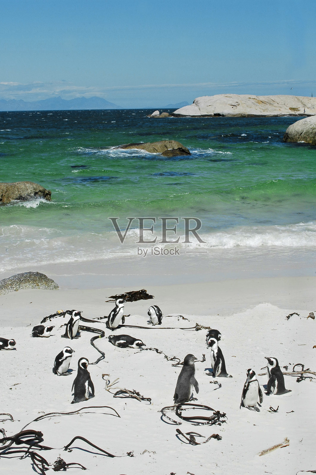 南非岩石海滩上的企鹅照片摄影图片