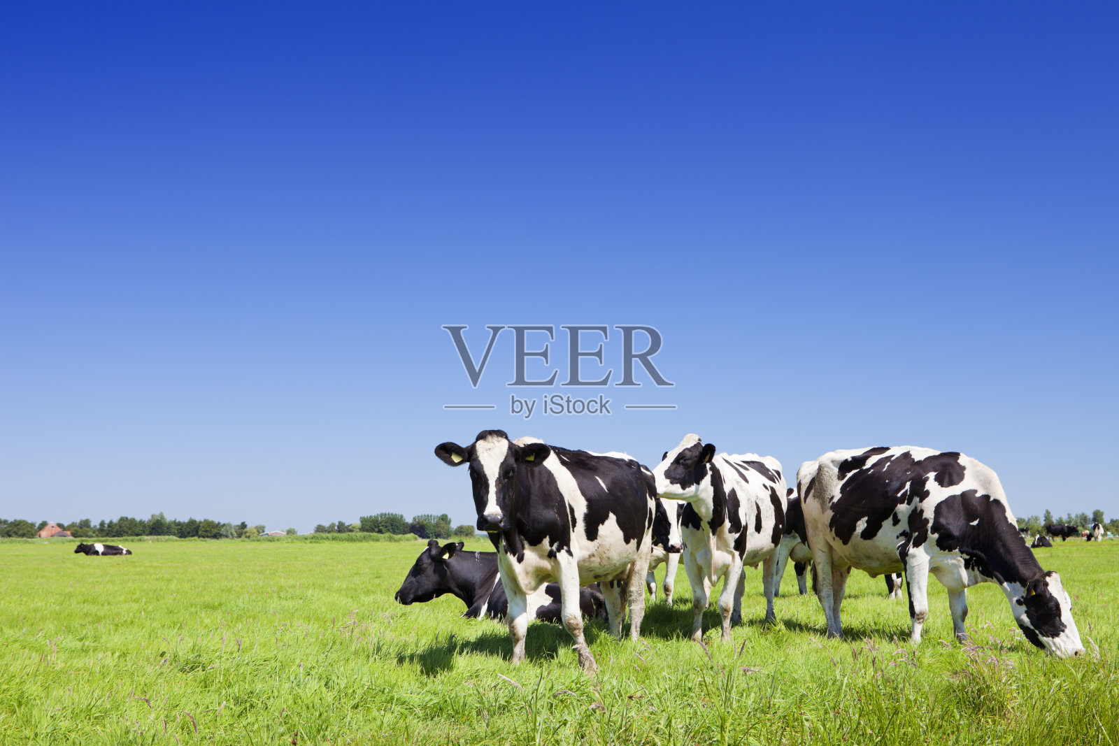 在晴朗的日子里，奶牛在新鲜的草地上照片摄影图片