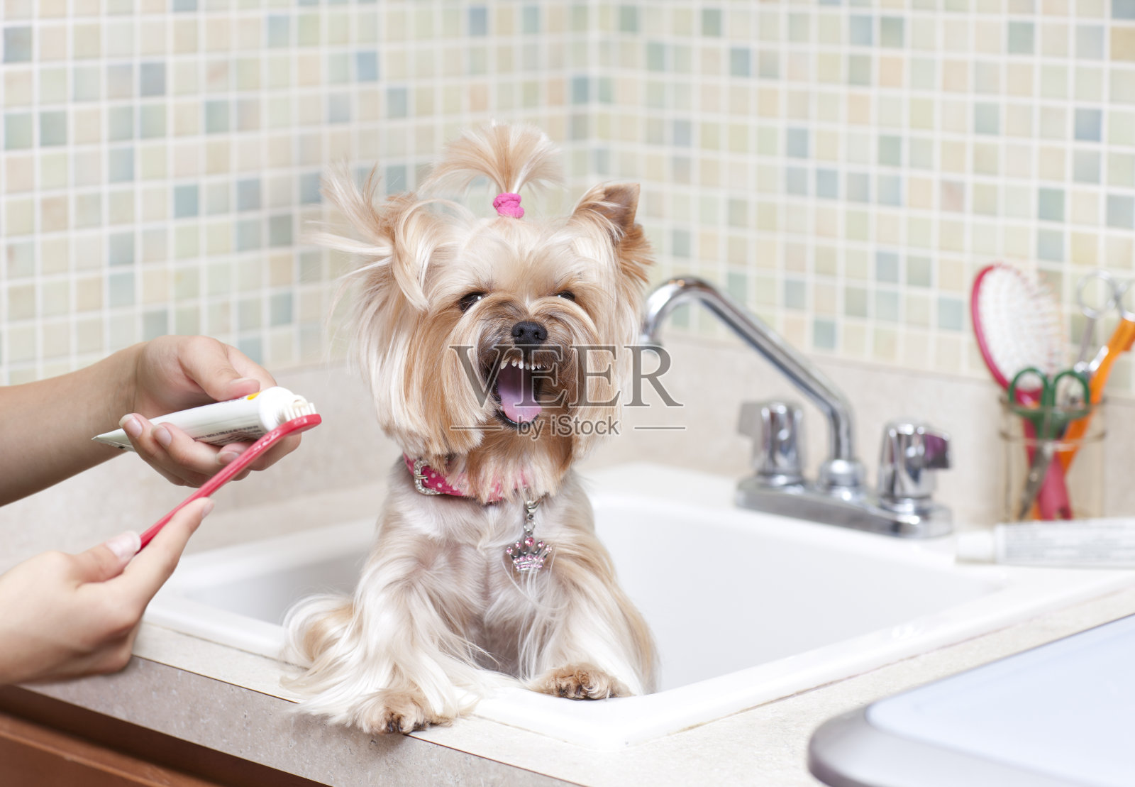 约克郡犬对着她的洗澡时间大喊大叫照片摄影图片