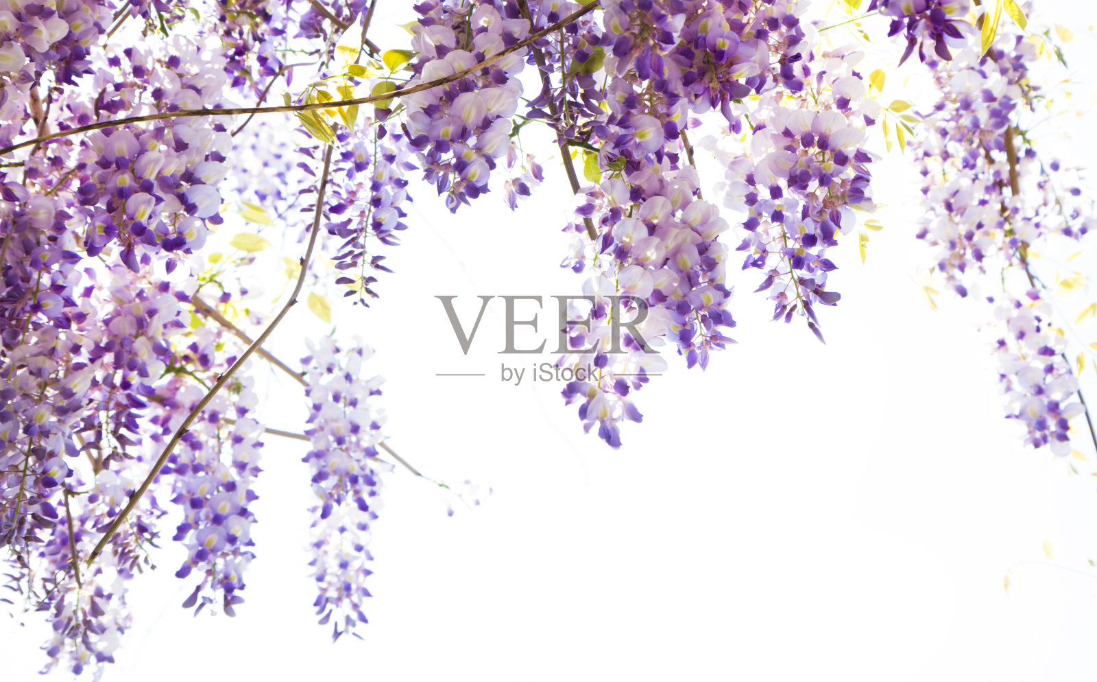悬挂紫藤与紫色的花照片摄影图片