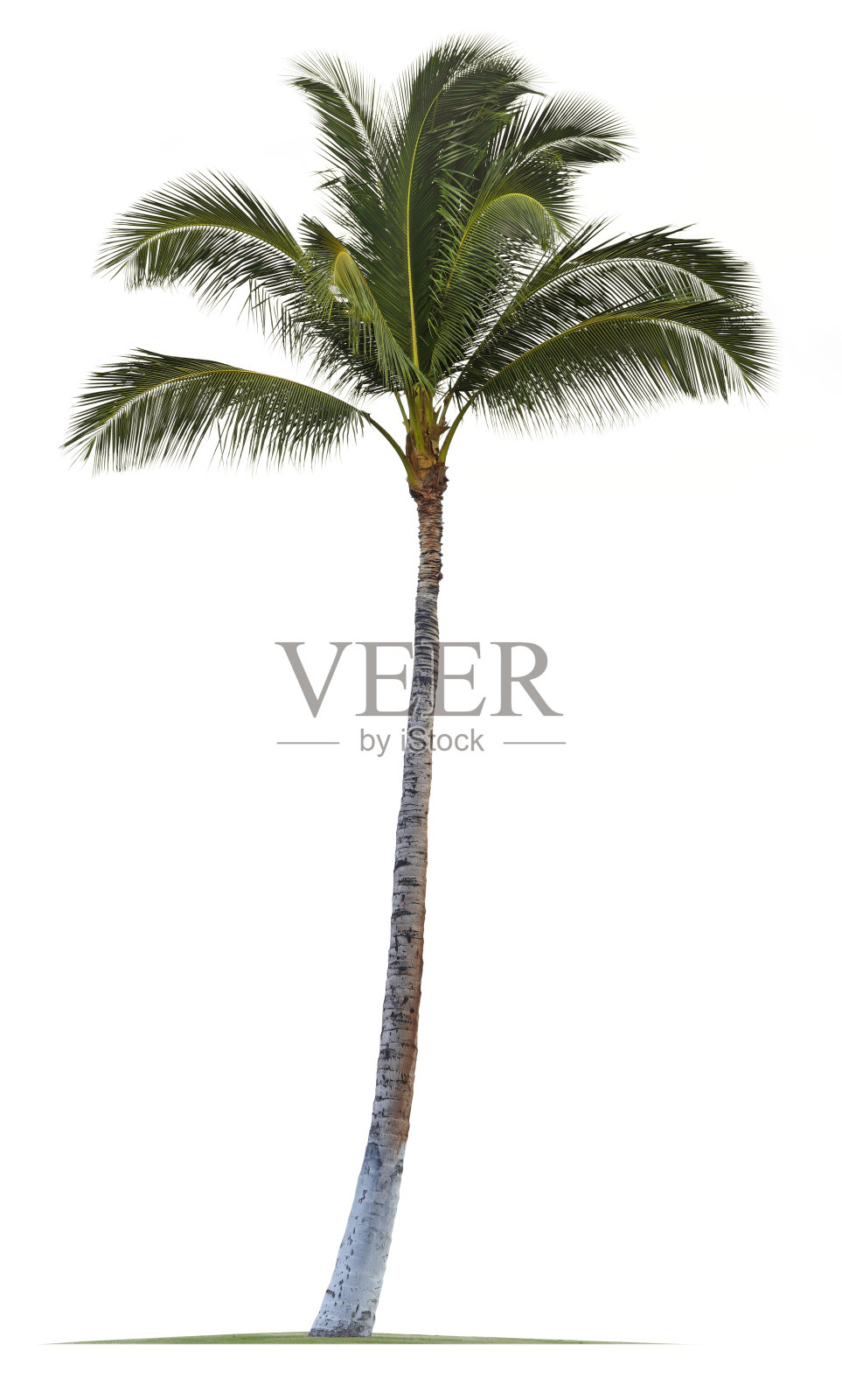 椰子树孤立在白色的背景照片摄影图片