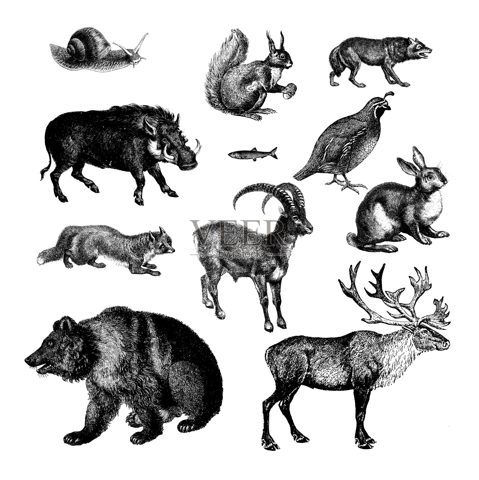 欧洲野生动物设计元素图片