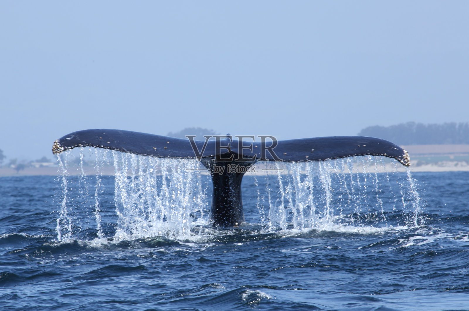 座头鲸在蒙特雷湾用尾巴潜水照片摄影图片
