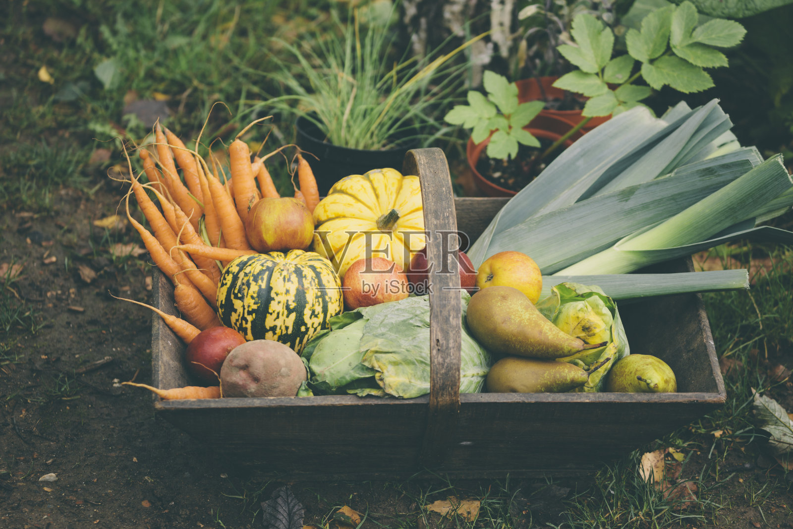 装满新鲜有机蔬菜的木篮子照片摄影图片