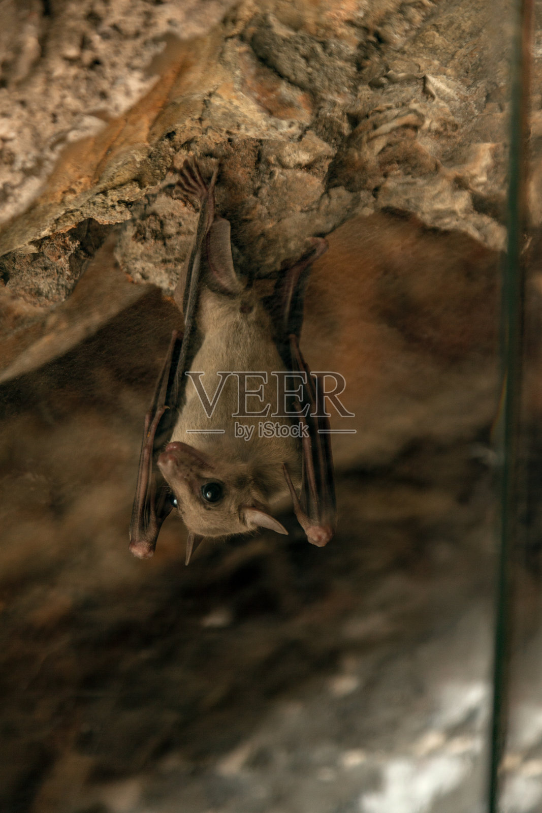 可爱的蝙蝠倒挂在山洞里照片摄影图片