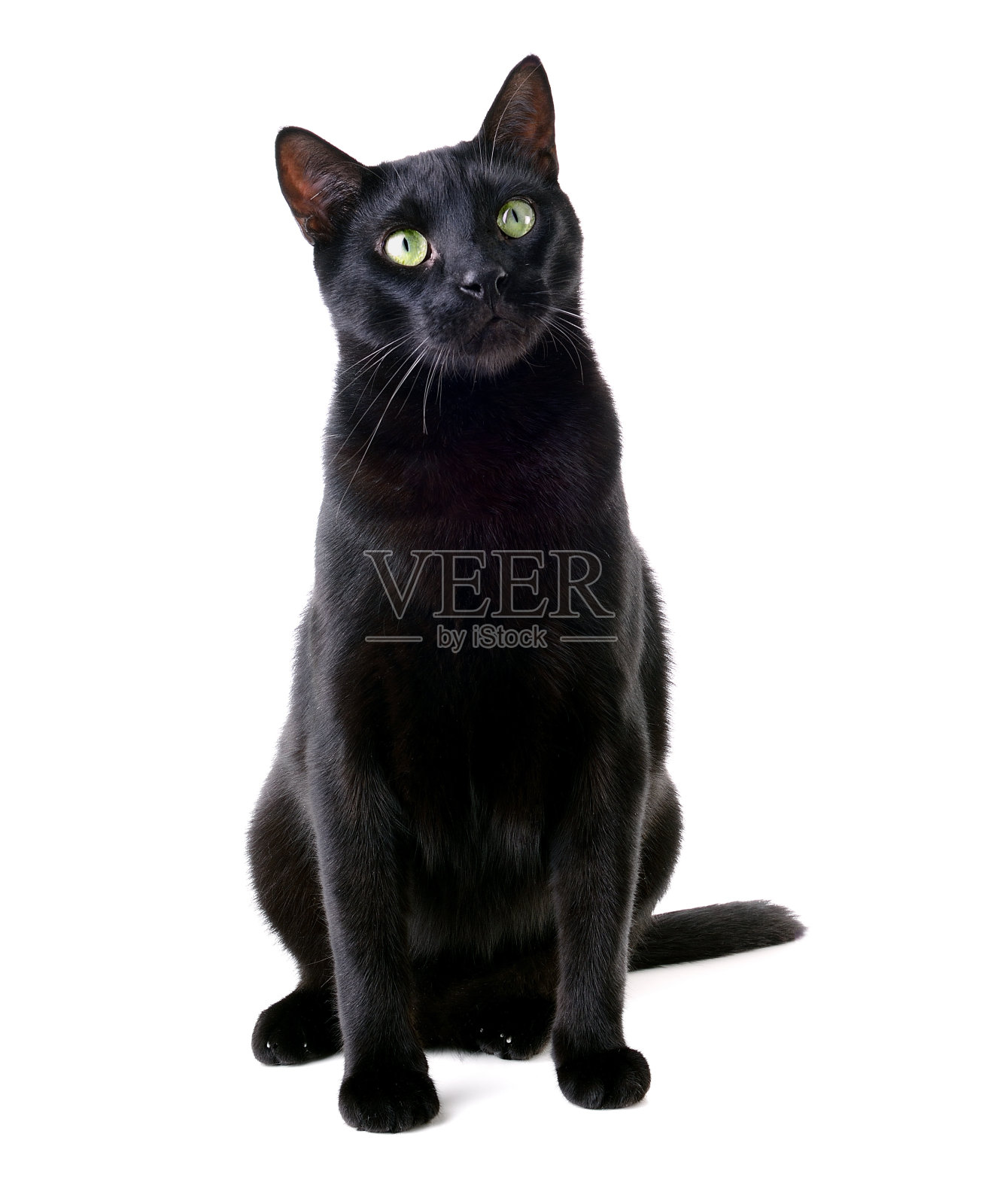美丽的黑猫坐着照片摄影图片