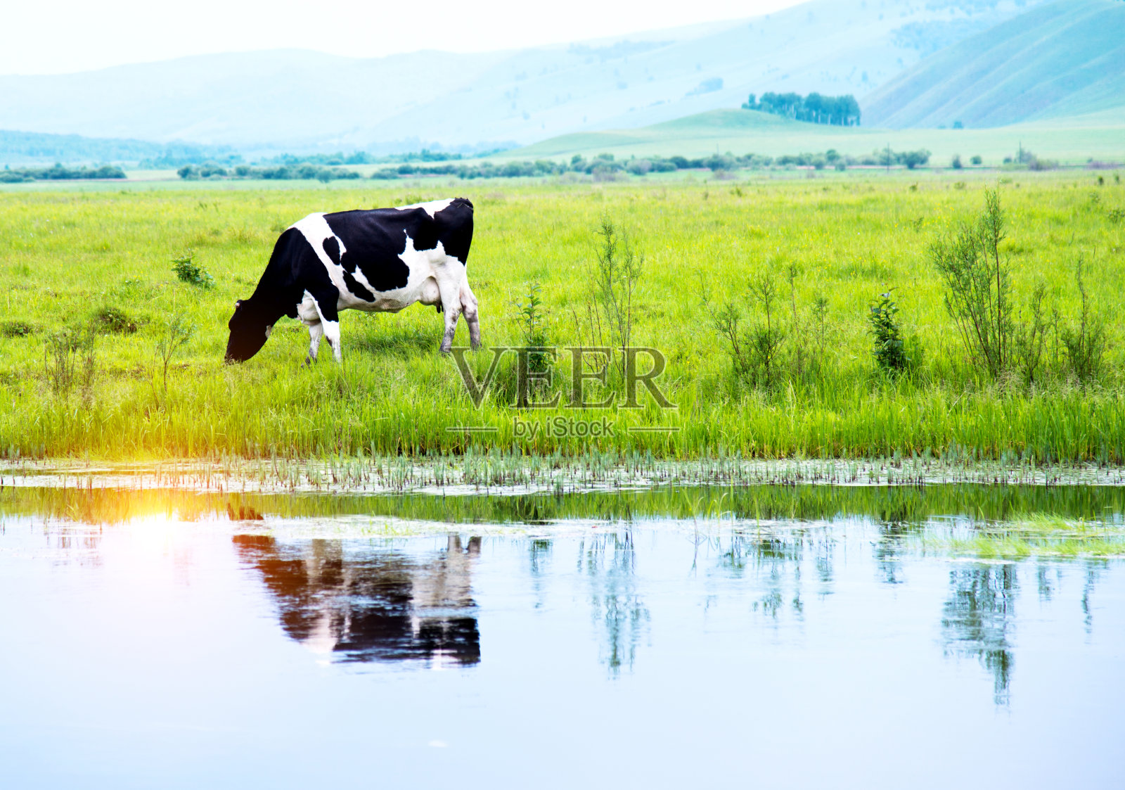 在河边草地上吃草的牛照片摄影图片