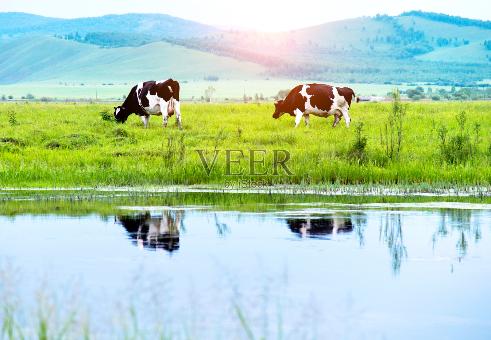 在河边草地上吃草的牛照片摄影图片
