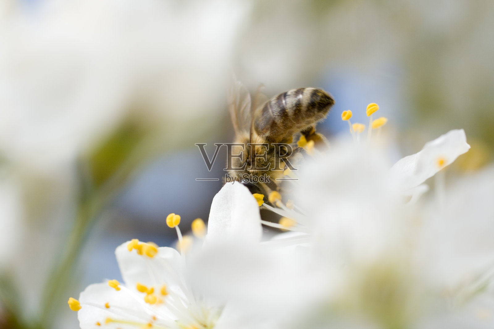 蜜蜂在工作照片摄影图片