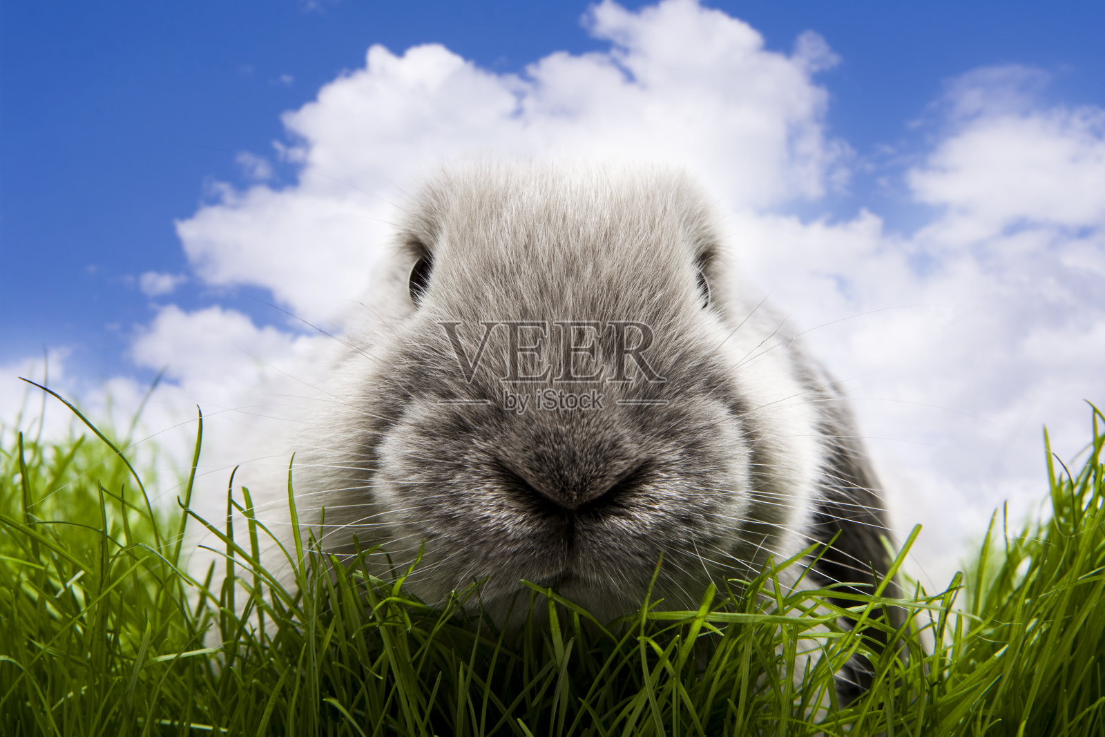 兔子照片摄影图片