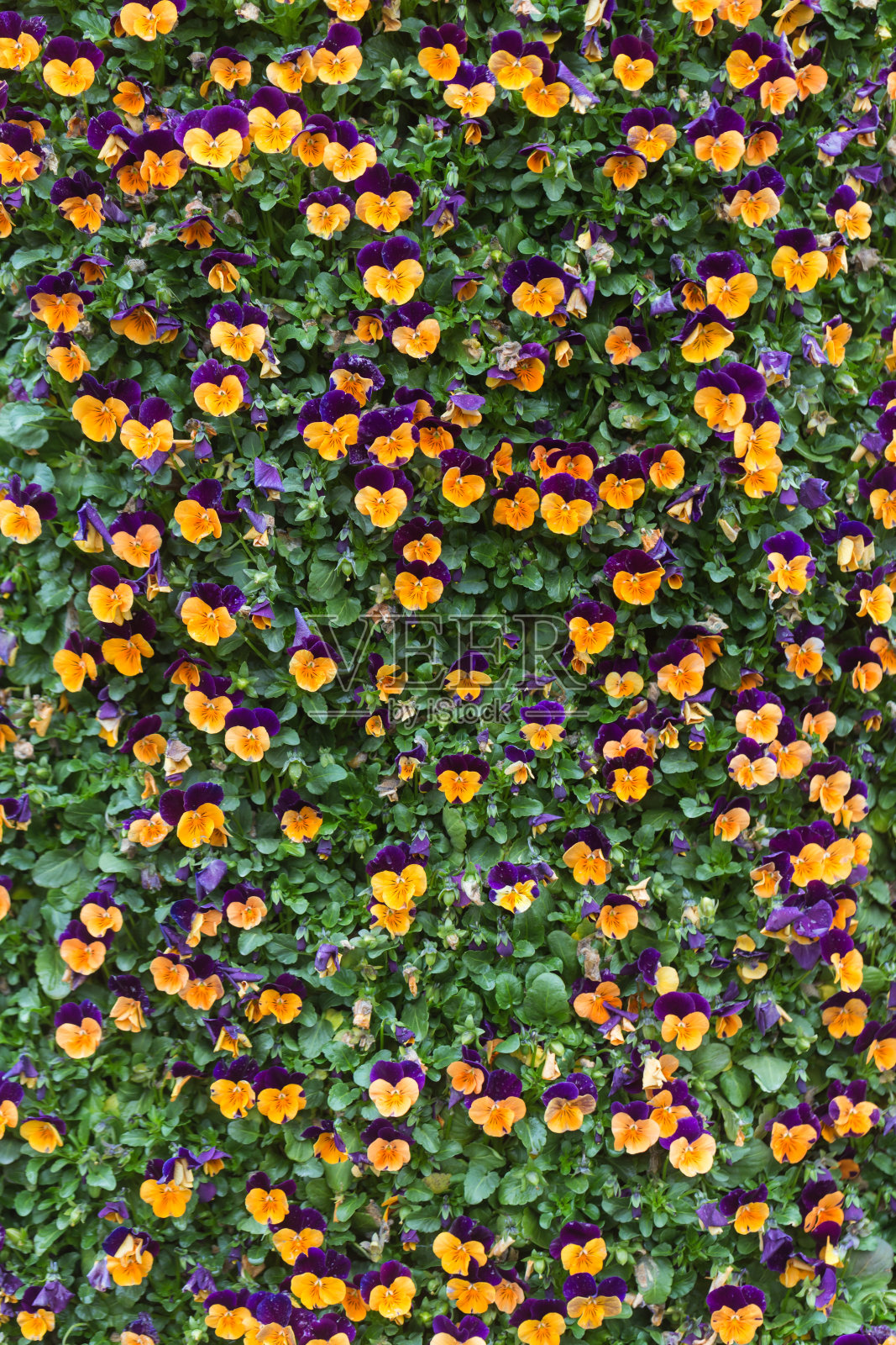 三色堇花的背景照片摄影图片